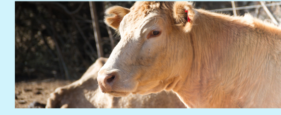 Vache-wirestock-Freepik