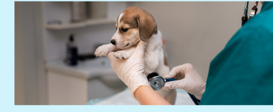 Veterinaire-Freepik