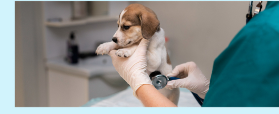 Veterinaire-Freepik